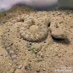 Dangers Yellow  Snake | इस साप को देखकर आप भी रह जाएंगे हेरान | Viral World Video