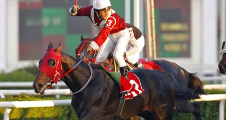 Zarrab'ın Atı Devlete Kaldı! Aylık Masrafı 30 Bin TL