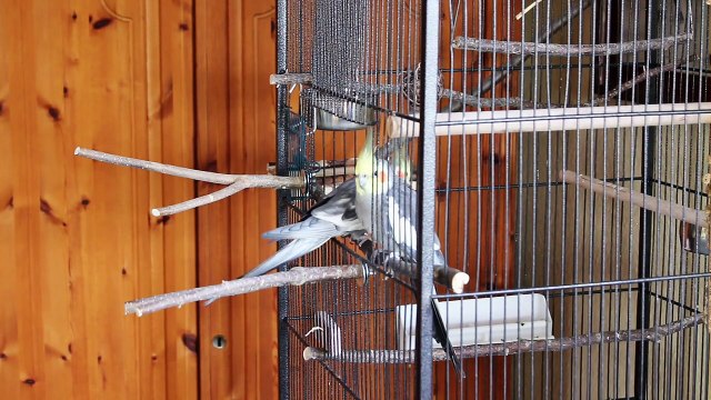 Funny Birds In The Cage | Funny Birds Whatsapp video