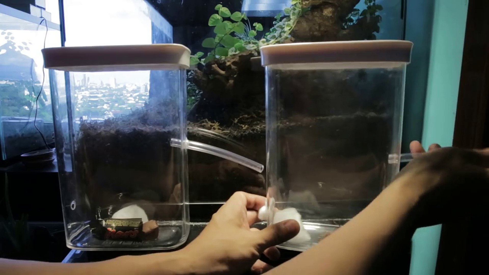 ⁣New ROOM-SIZED Ant Farm | Pharaoh Ants