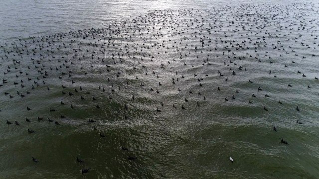 Kuşlara Kuş Bakışı