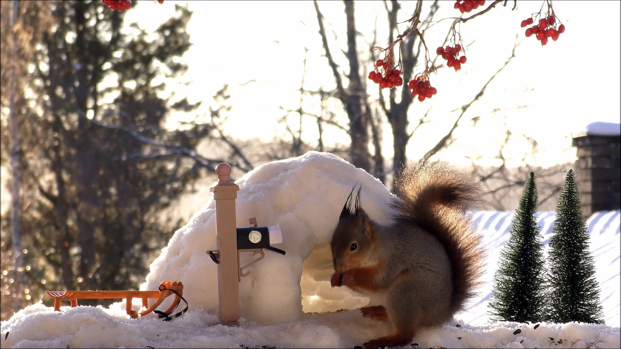 squirrel at the north pole