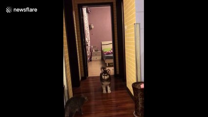 Woman pranks her dog with tape over hallway