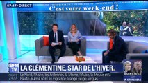 La clémentine, star de l'hiver