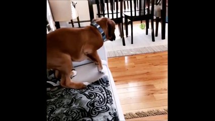 Ce chien se prépare à faire le saut le plus dangereux de sa vie... Raté