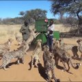 Ils nourrissent 30 guépards... Même pas peur!
