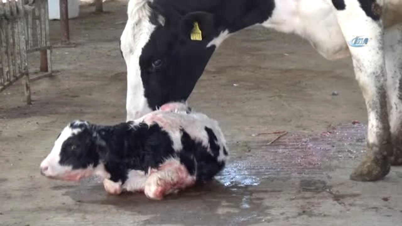 Bekir Kayan: " Türkiye'deki Büyükbaş Hayvanlar Avrupa Standartlarında"