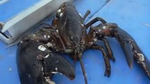 La puissance d'une pince de homard face à un crabe, impressionnant !