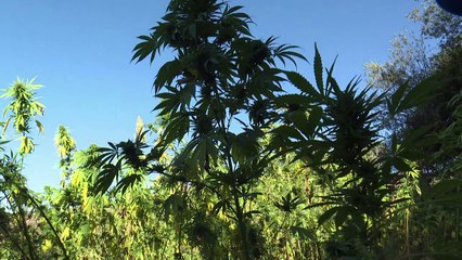 Tourists roll up for Morocco's cannabis trail