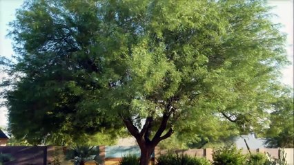 Caledon Treeland Shade Trees (1)