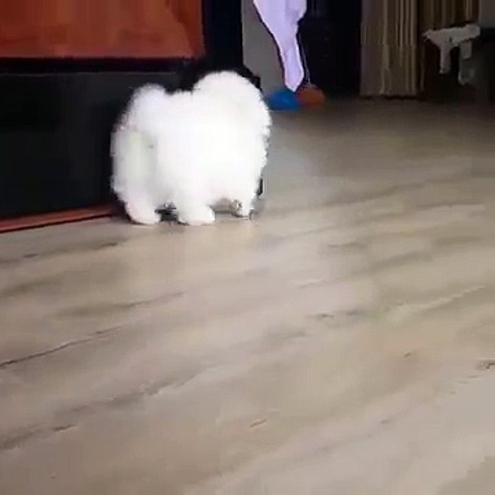 White so Small Dog in the world.