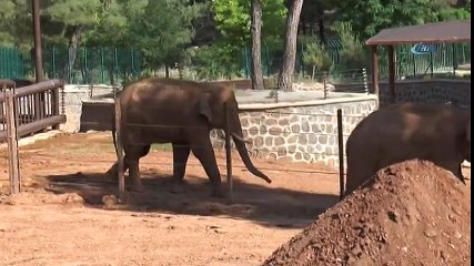 5 Tonluk Fillere Kışlık Bakım