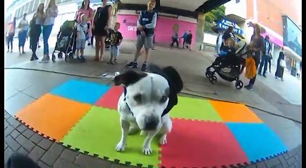 Bull Terrier Has Immense Scooter Skills