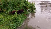 Man in Inflatable Raft Floats Down Rain-Swollen Yarra River