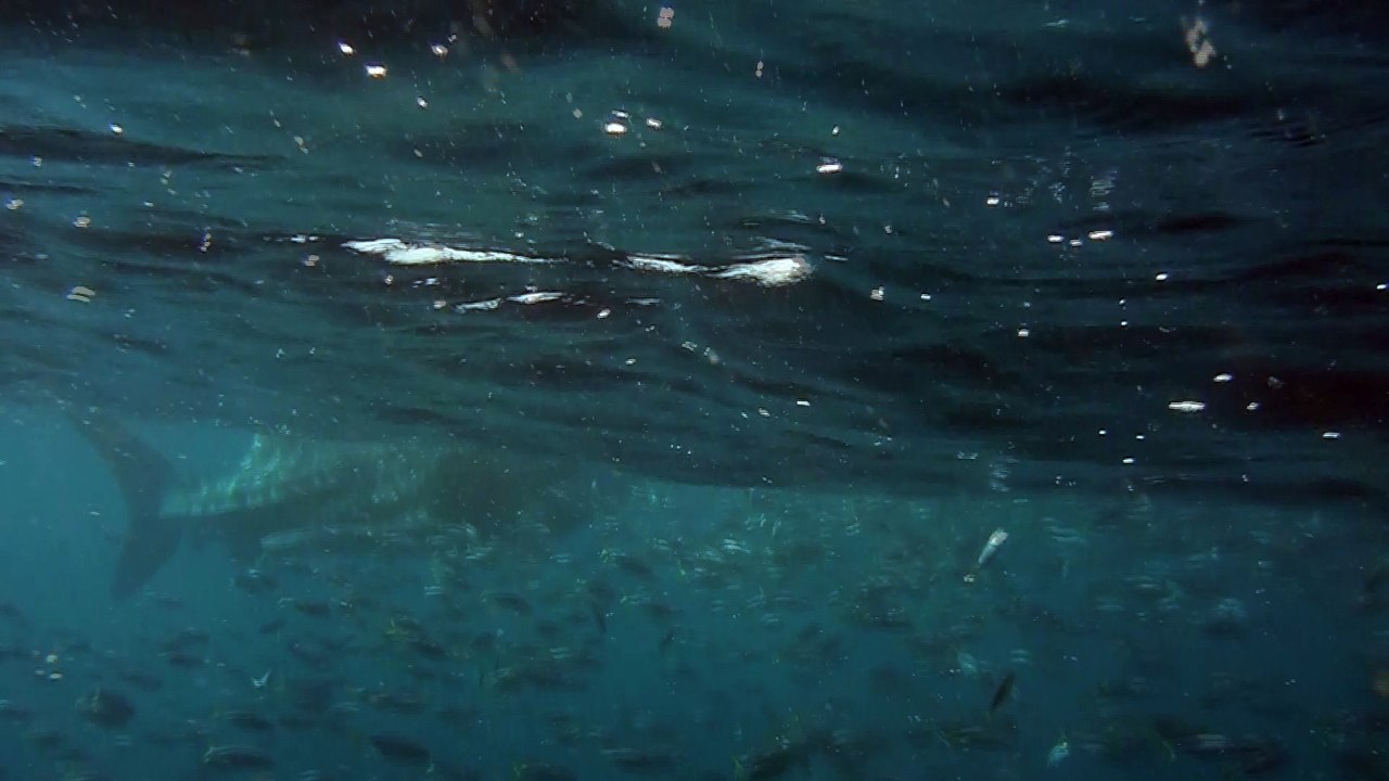 DSCF4251