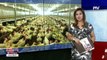 Bird flu outbreak sa Cabiao, Nueva Ecija, kontrolado ng DA