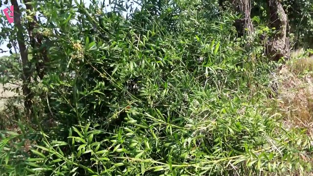 Viral Video Snake 2017 - Brave Humans Catch King Cobra in my Village _ VILLAGE CATCH SNAKES