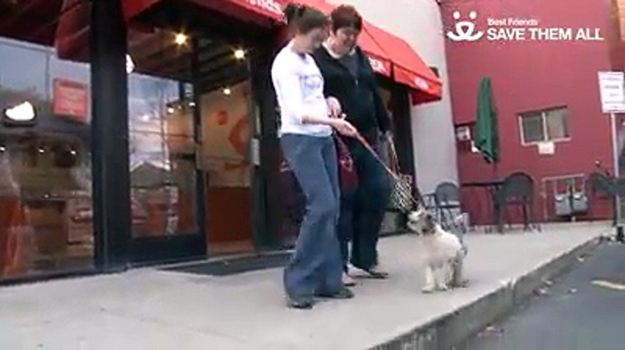 Safeguard Dog Brings Joy And Safety To The Life Of One Little Girl With A Disability.