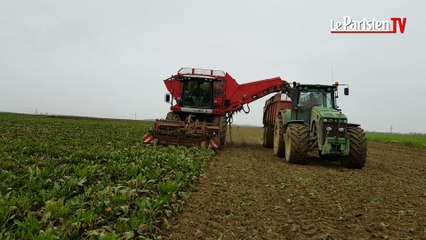La campagne betteravière bat son plein