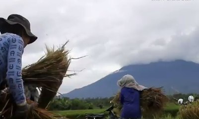 Hindari Rugi, Petani di Bali Nekat Panen Padi