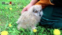 Funny Owls And Cute Owl Videos Compilation 2016-2MW6CrxScLk