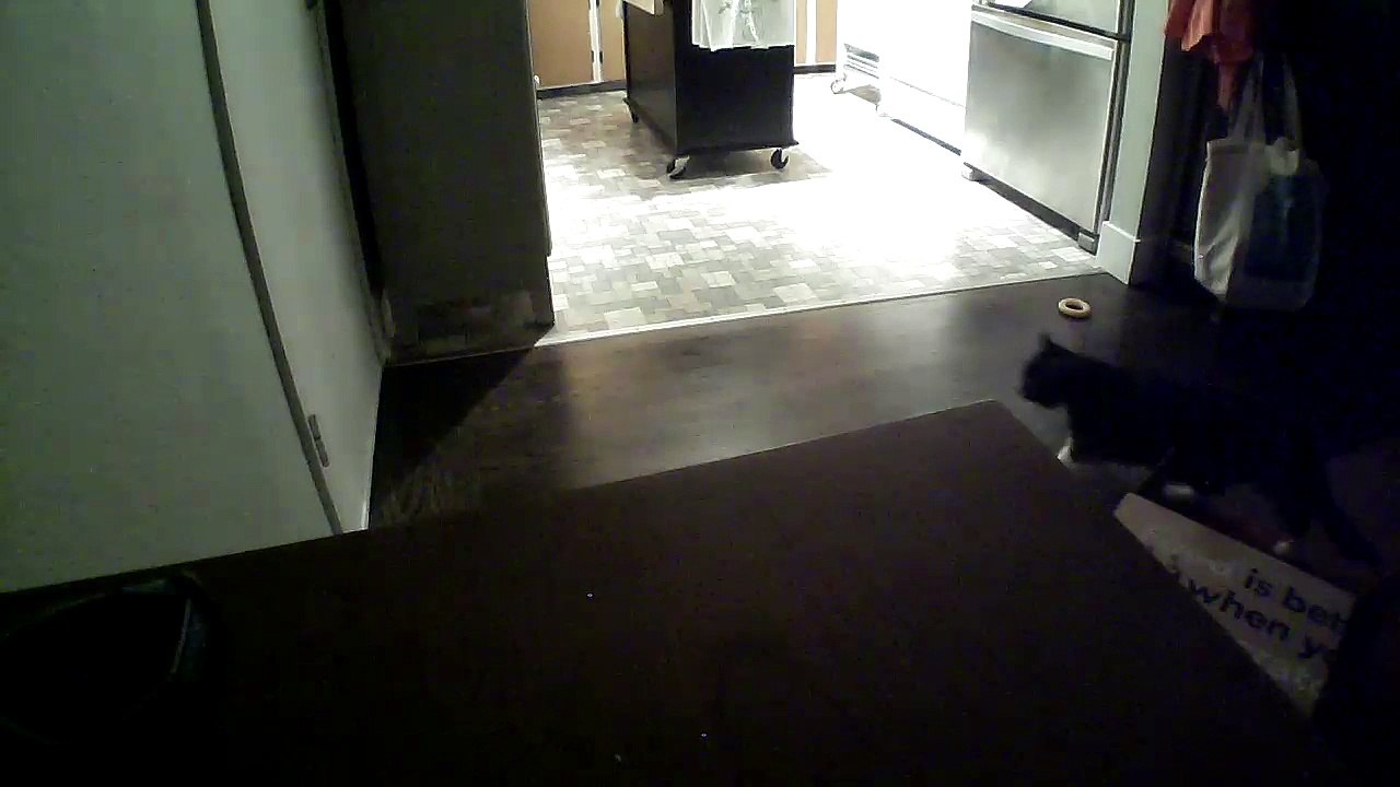 Luna greets me at the door every day when I get home so I decided to film her