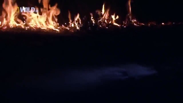 National Geographic Animals - Hyena Attack Buffalo - BBC Documentary Discovery Planet Animals