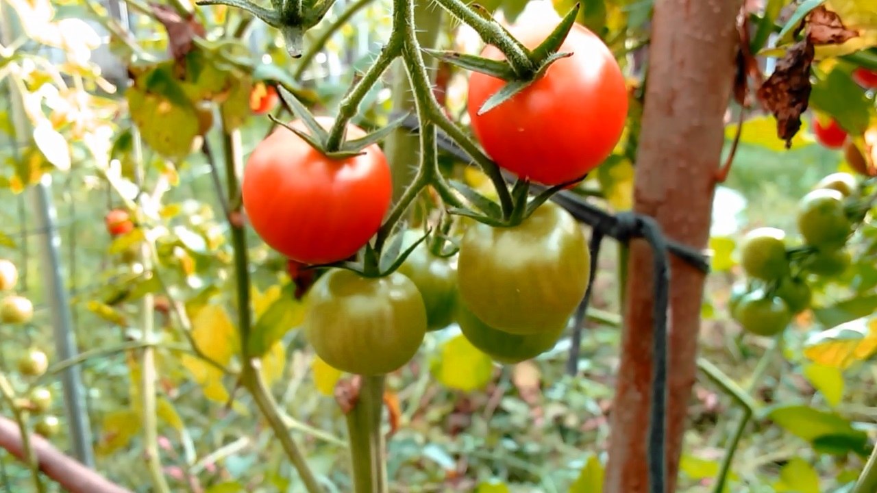 Final Tomato Update (10/23/2017)