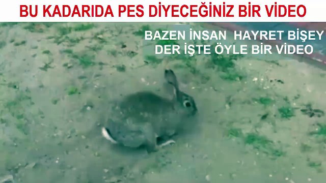 Hayvanlar alemi, tavşan yuvasına dönüyor..