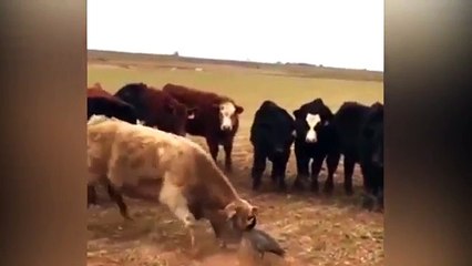 Brave goose does not retreat before the imminent attack of cows