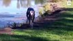 Hilarious moment clumsy dog takes a tumble and dives into lake
