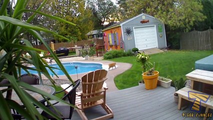 Try to stay SERIOUS -The most popular CAT videos