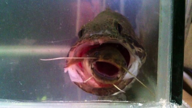 Ce poisson chat est en train de se faire avaler vivant... Dur dur