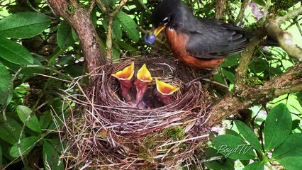 Ces bébés oiseaux très gourmands avalent des baies de cassis énormes