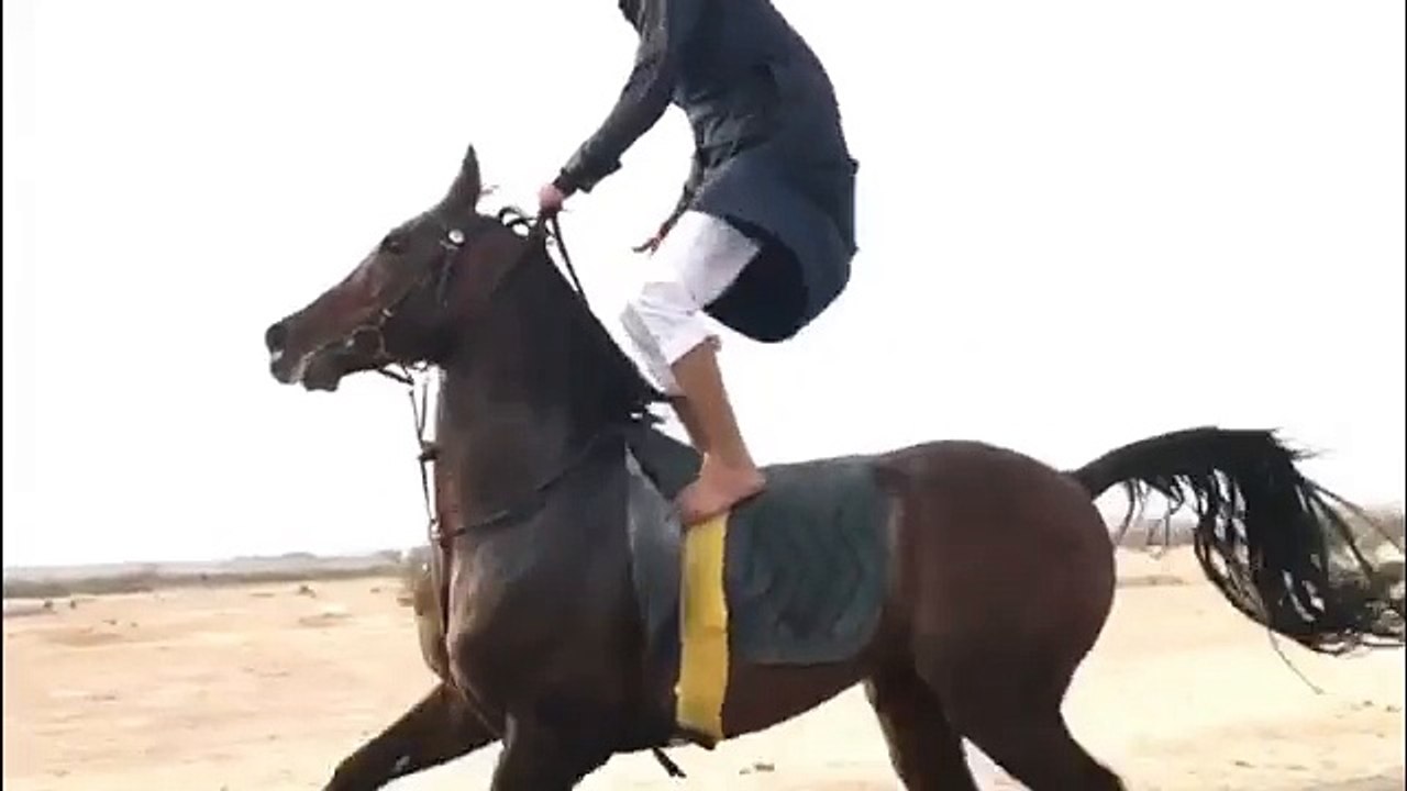 Arap atı uçak gibi