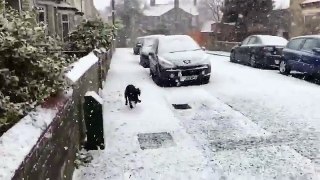 When a dog sees snow for the first time