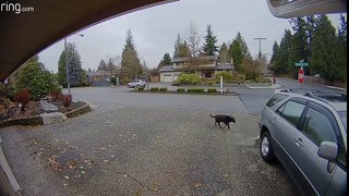 Package Thief Caught in the Act, left behind LOL!