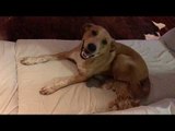 Playful Dog Lures Kitten With His Tail