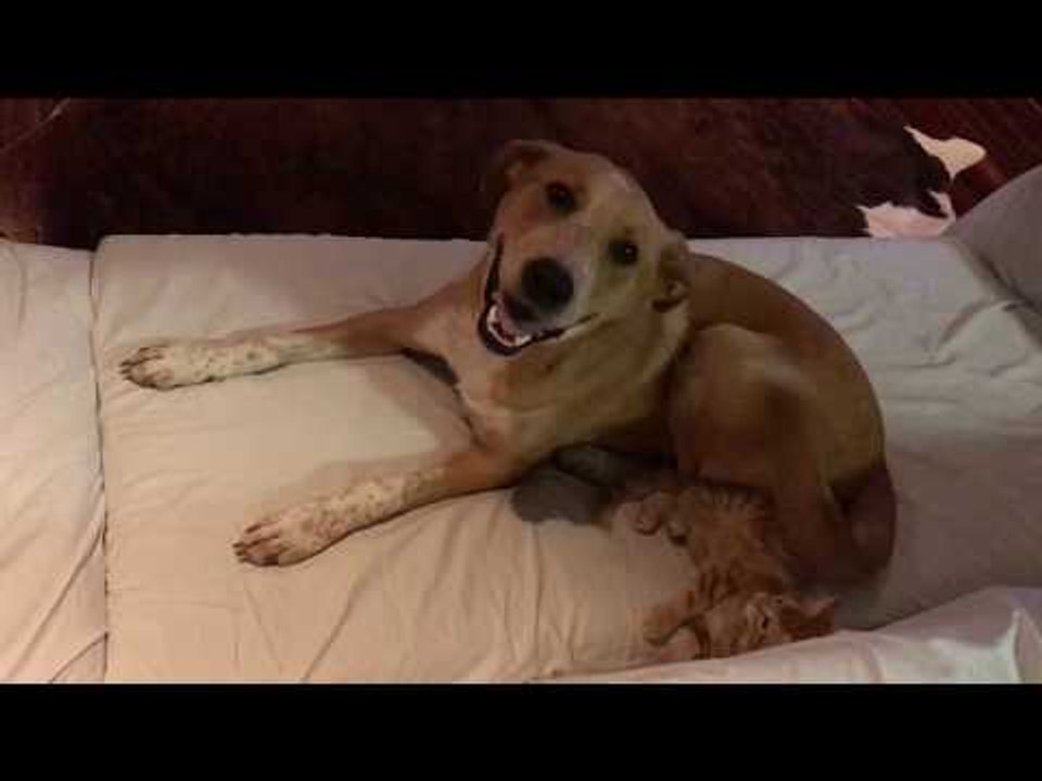 Playful Dog Lures Kitten With His Tail