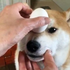 Phòng khám đa khoa Đại Đông - Funny Dogs #2