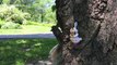 Squirrel steals must-have Fingerling toy