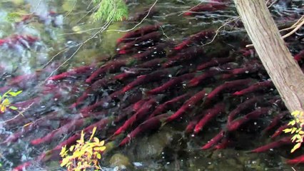 TERNYATA SUNGAI YANG MASIH ALAMI ADA JUTAAN IKAN TINGGAL TANGKAP