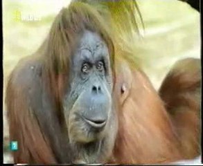 Inteligencia animal: Cerebro de orangutan