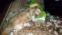 Funny Dog Tearing Apart Dinosaur Plush Animal Toy - English Cream Golden Retriever