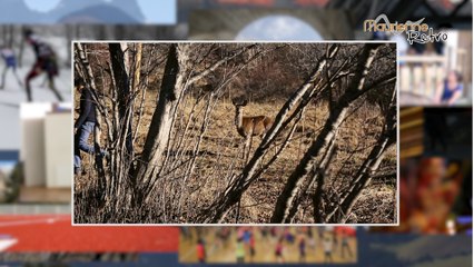 Maurienne Rétro # 45 Bambi le faon sauvage