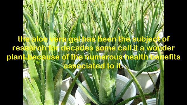 Why Aloe Vera NEED for MEN Benefits of Aloe Vera Gel for Male Enhancement