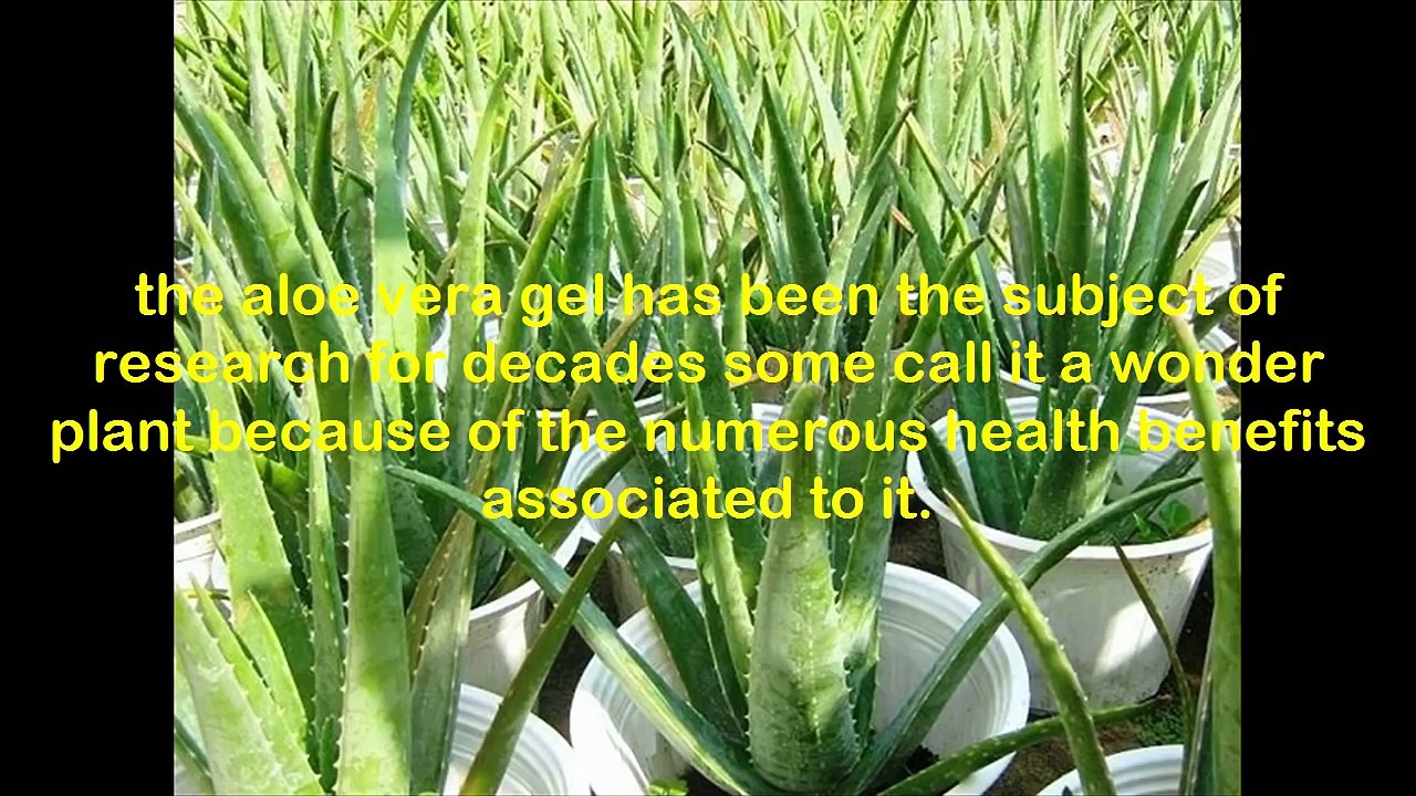 Why Aloe Vera NEED for MEN Benefits of Aloe Vera Gel for Male Enhancement