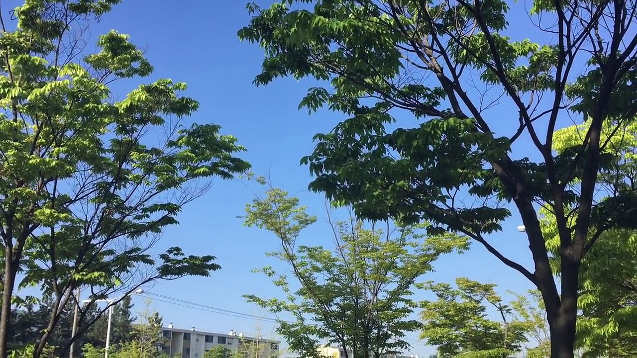 직장인VLOG, 푸른 봄날  아프면 나만 손해!