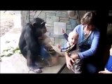 ブチ切れチンパンジー、赤ちゃんを蹴りつける？？【ハプニング＠動物園】