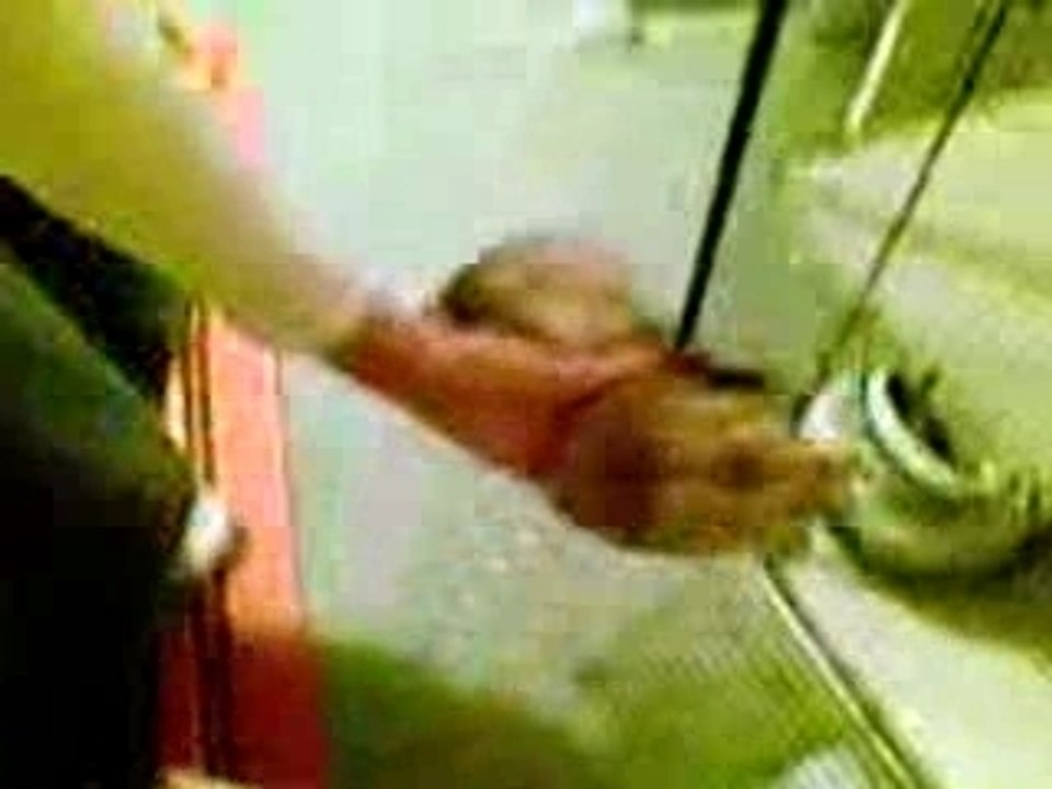 Baloo, une vie de furet